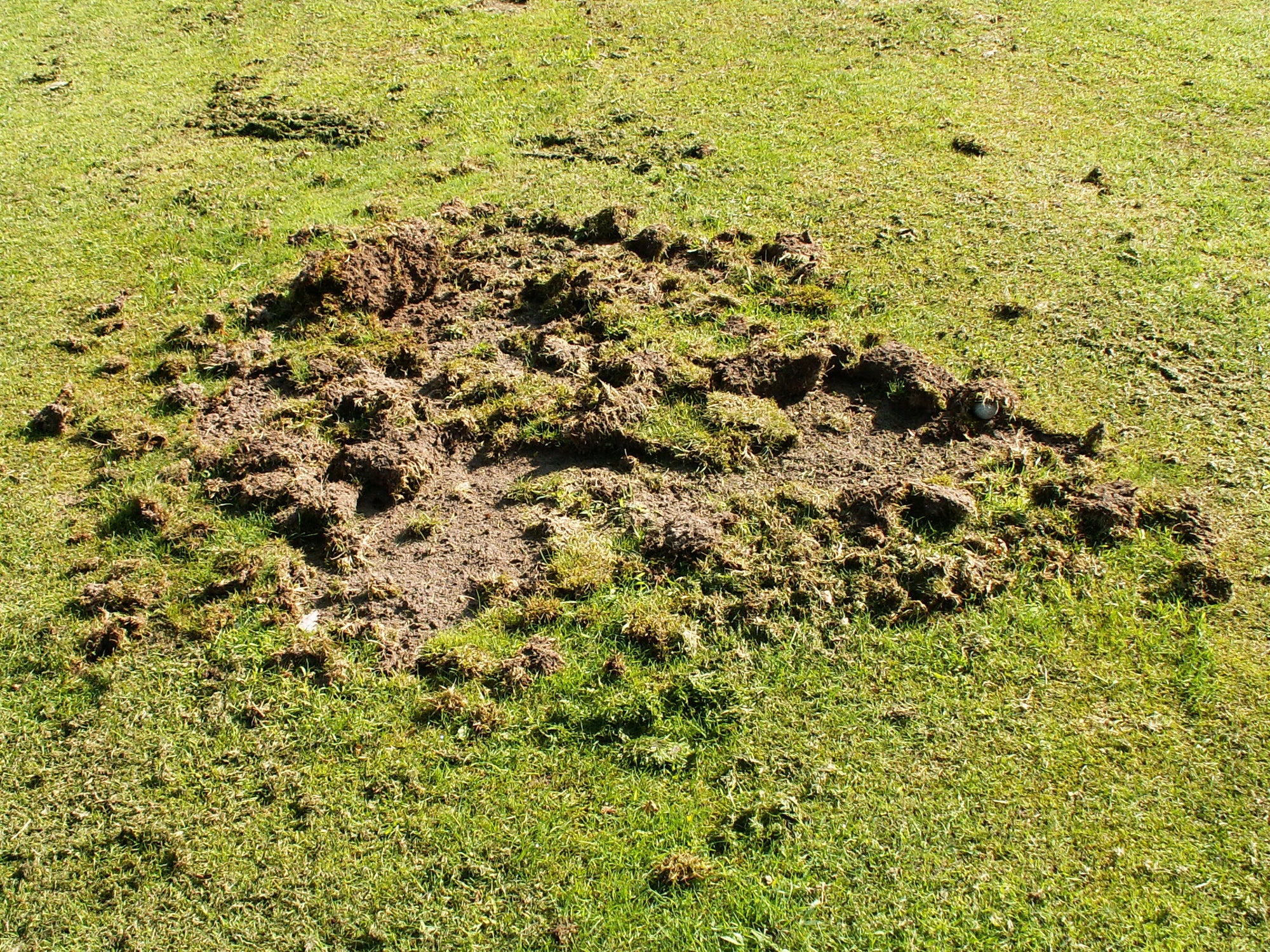Leatherjacket Killer Nematodes