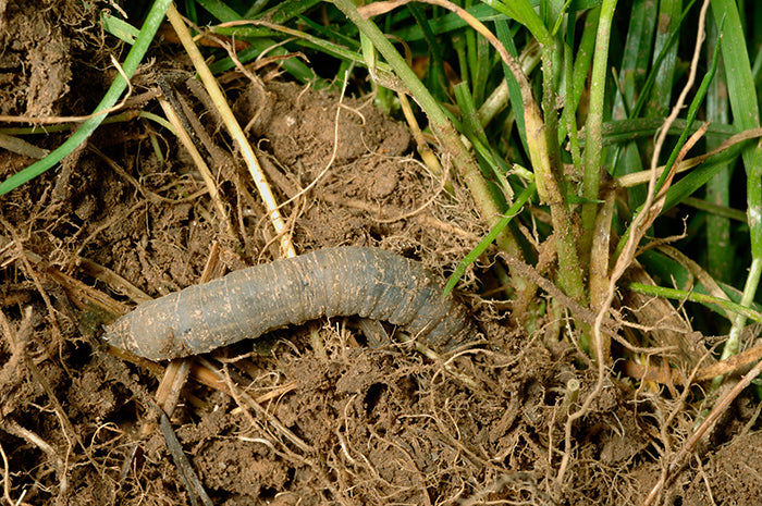Leatherjacket Control & Recovery Bundle: Leatherjacket Killer Nematodes + Lawn Grub Repair Boost