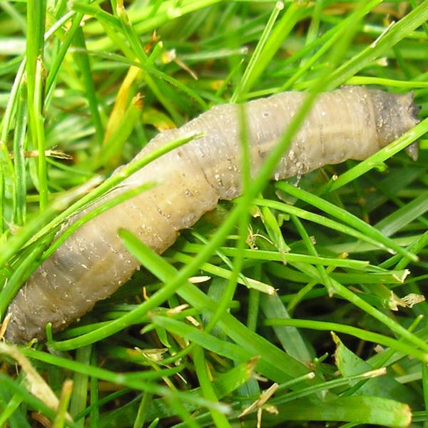 Small Garden Leatherjacket Killer Nematodes