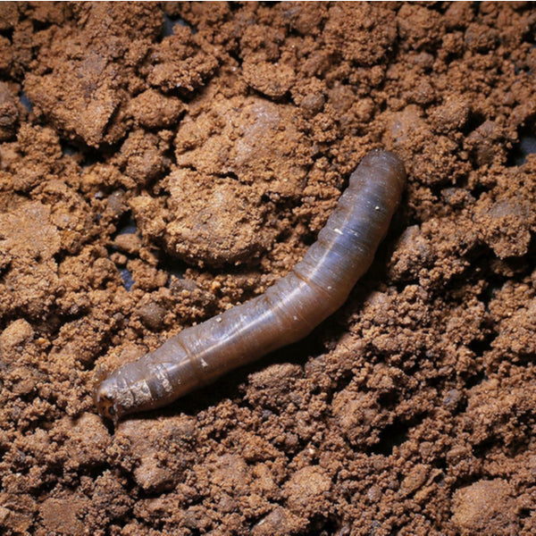 Small Garden Leatherjacket Killer Nematodes Dragonfli