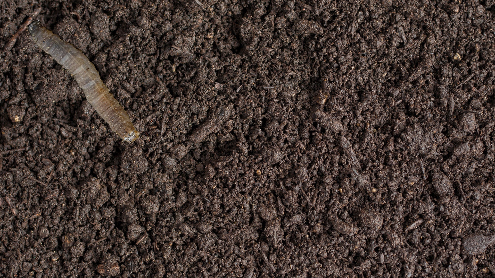 Small Garden Leatherjacket Killer Nematodes