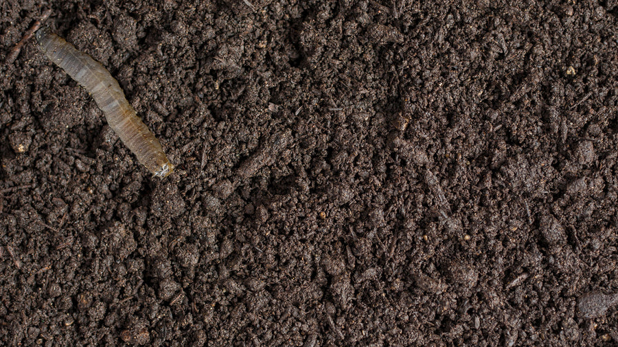 Small Garden Leatherjacket Killer Nematodes