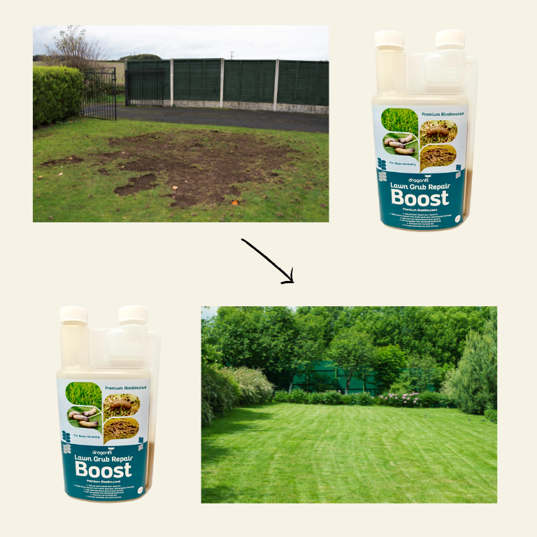 Chafer Grub Control & Recovery Bundle: Chafer Grub Killer Nematodes + Lawn Grub Repair Boost