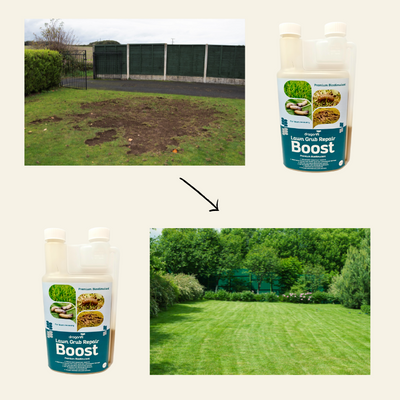 Leatherjacket Control & Recovery Bundle: Leatherjacket Killer Nematodes + Lawn Grub Repair Boost