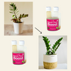 House Plant Boost - 100ml Concentrate