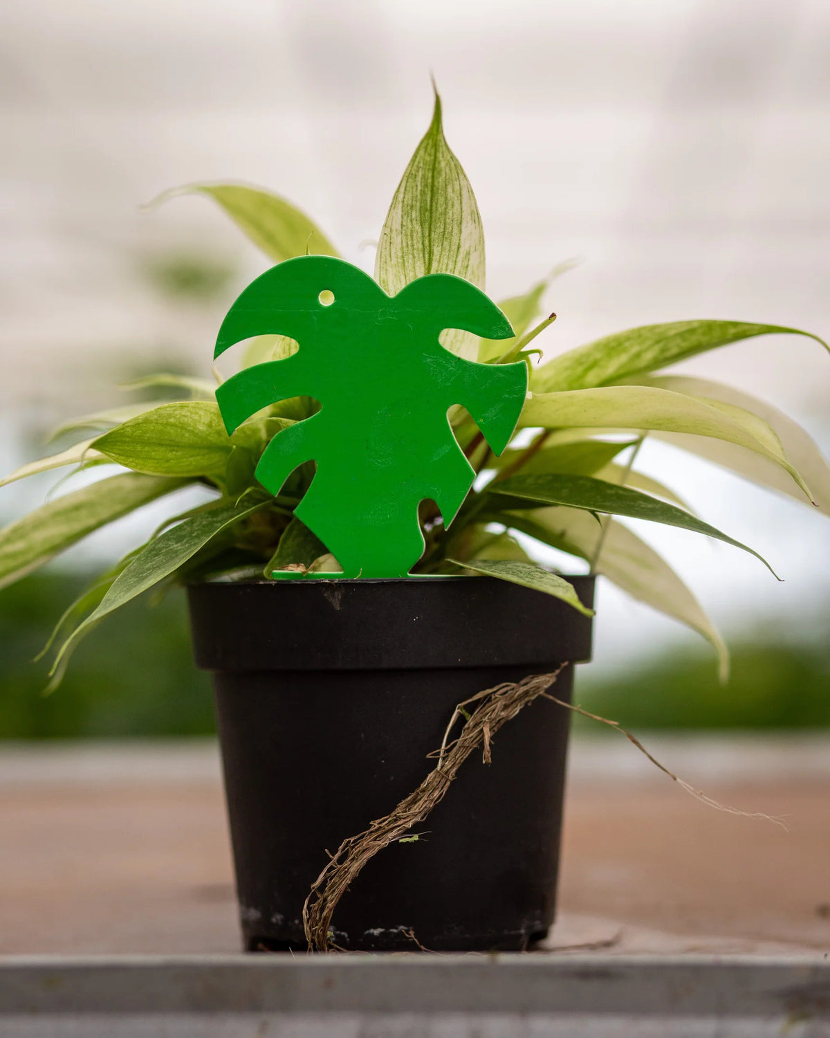 house plant sticky leaves Dragonfli Mini Monstera Leaf Green Sticky Traps (Pack Of 5)