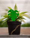 Dragonfli Mini Monstera Leaf Green Sticky Traps (Pack Of 5)