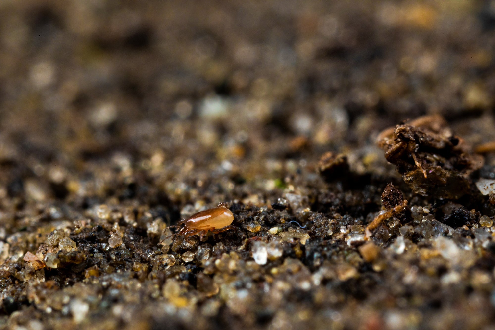 NEW: Fungus Fly Killer Bundle: Nematodes, Predatory Mites & Sticky Traps