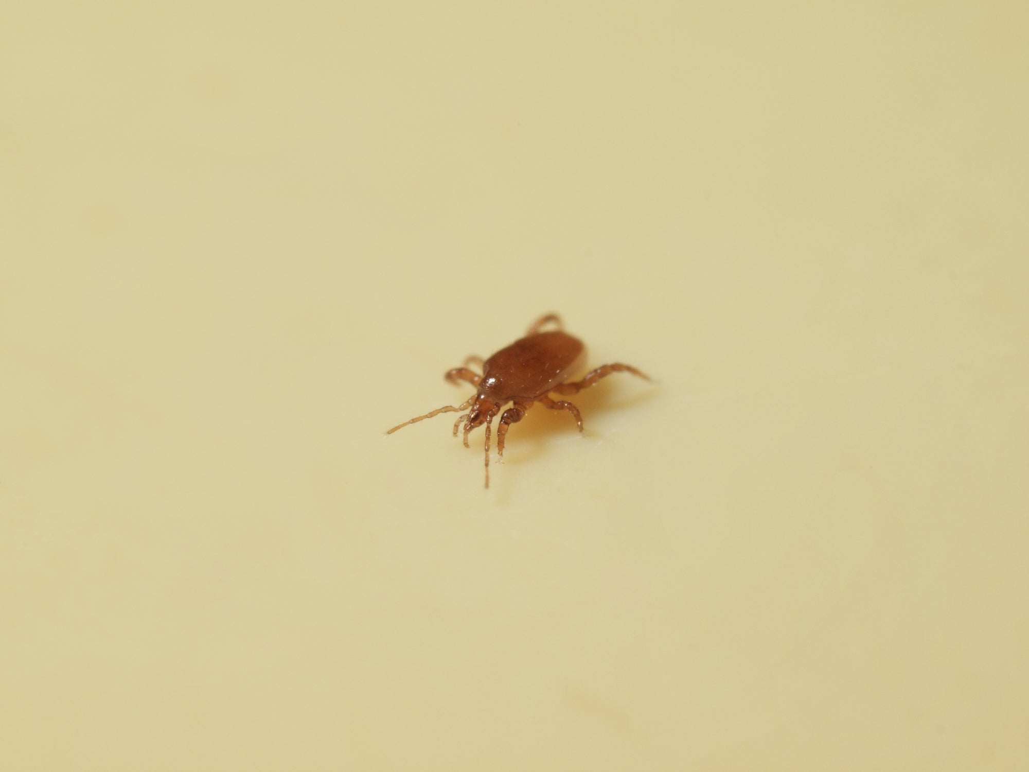 Mighty Mite - Macrocheles robustulus