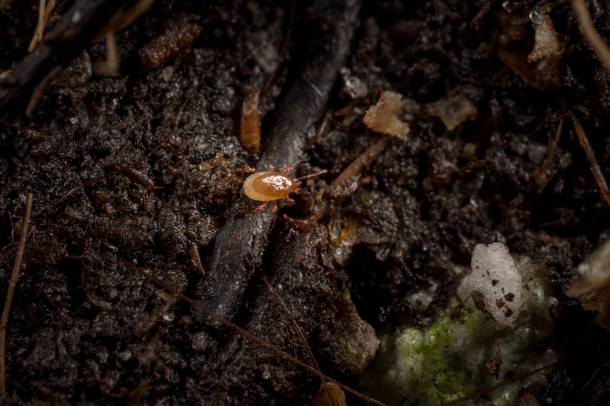 NEW: Fungus Fly Killer Bundle: Nematodes, Predatory Mites & Sticky Traps