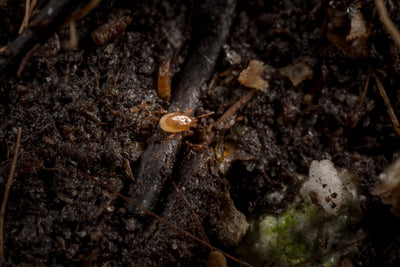 NEW: Fungus Fly Killer Bundle: Nematodes, Predatory Mites & Sticky Traps