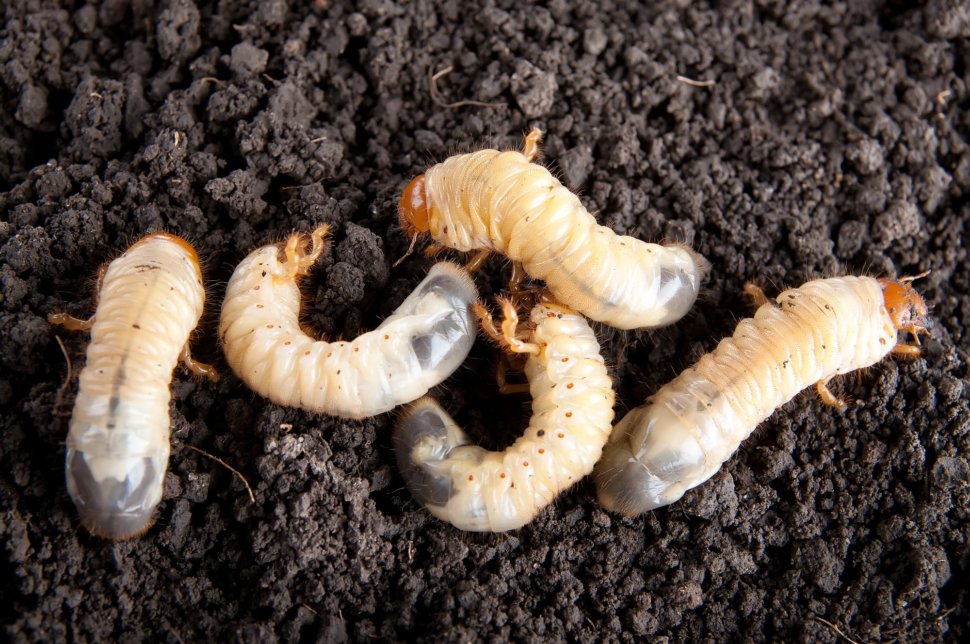 Chafer Grub Control & Recovery Bundle: Chafer Grub Killer Nematodes + Lawn Grub Repair Boost