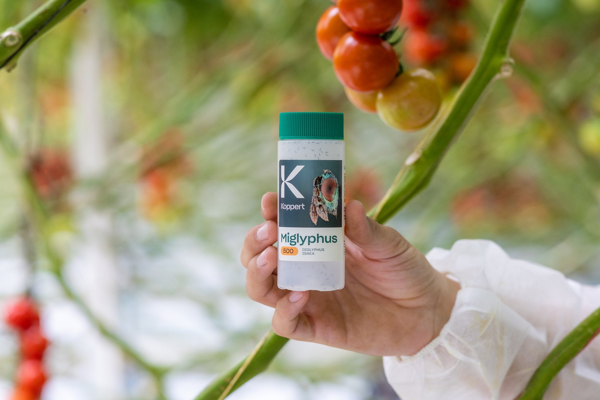 Leaf Miner Parasitic Wasp - Diglyphus isaea