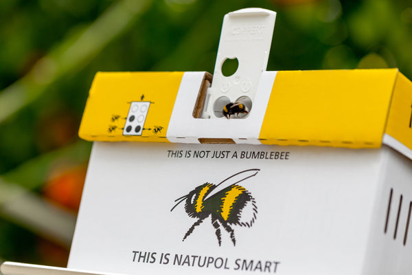 Live Bumblebee Colonies - Available To Order Now For Spring & Summer 2025 (Select Your Preferred Delivery Date)