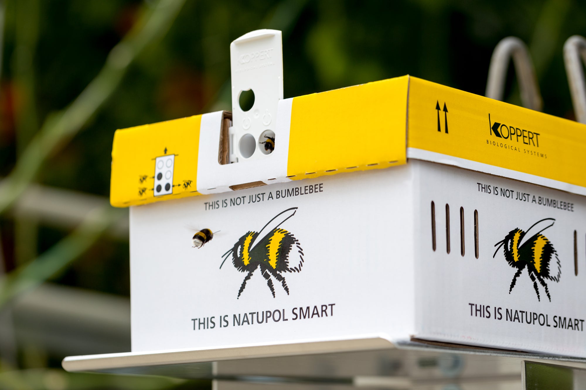 Live Bumblebee Colonies - Available To Order Now For Spring & Summer 2025 (Select Your Preferred Delivery Date)