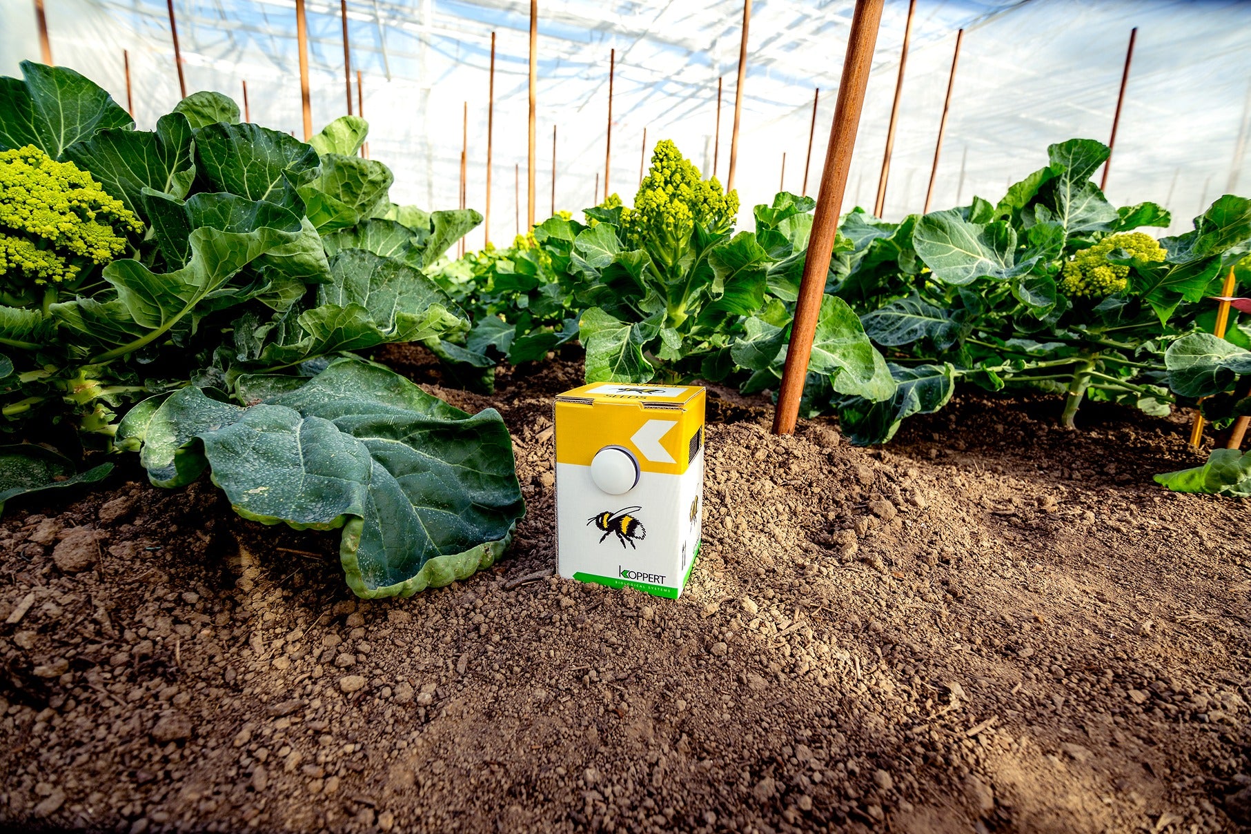 Live Pocket-Sized Bumblebee Hives - Available To Order Now For Spring & Summer 2025 (Select Your Preferred Delivery Date)