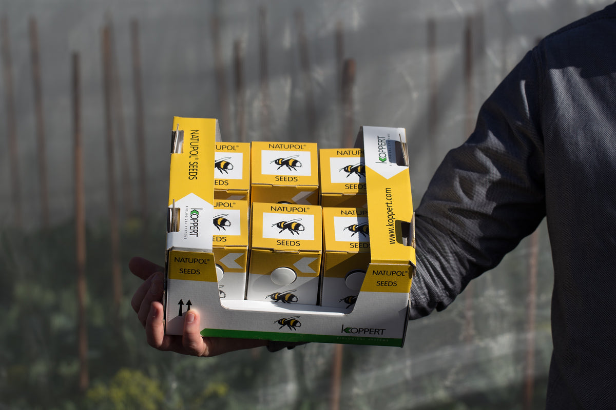Natupol Seeds Live Bumblebees - 6 Pocket-Sized Hives - Available To Pre-Order Now For Spring & Summer 2024