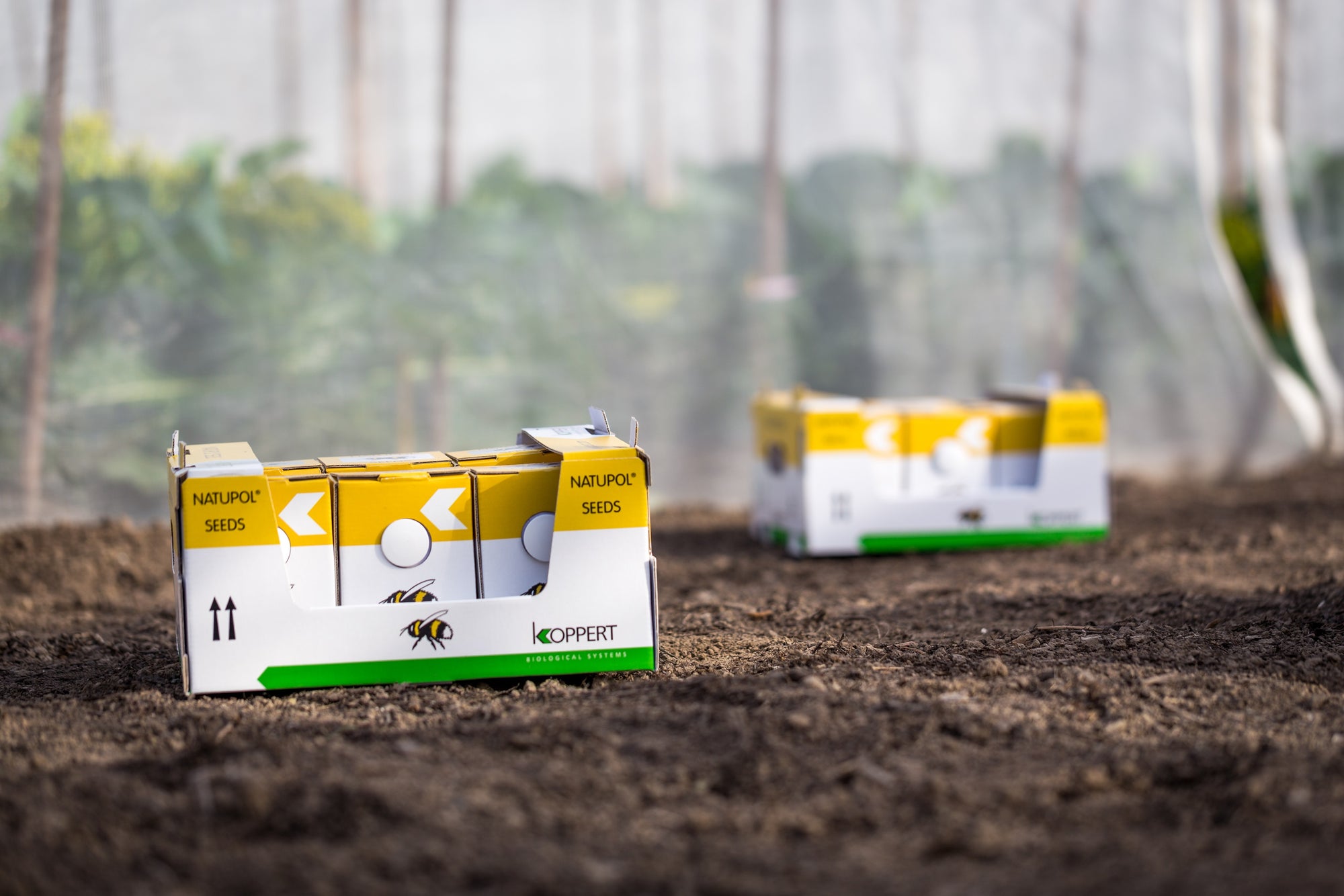 Live Pocket-Sized Bumblebee Hives - Available To Order Now For Spring & Summer 2025 (Select Your Preferred Delivery Date)