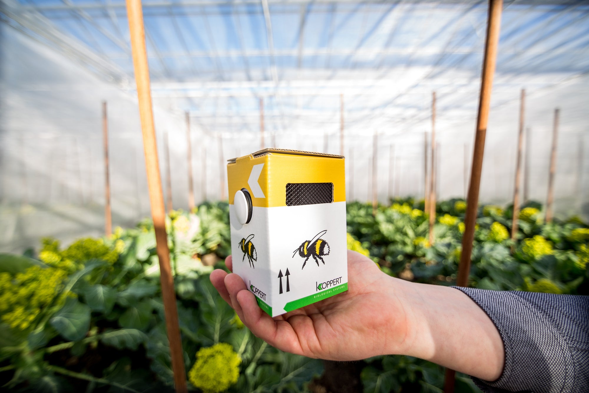 Live Pocket-Sized Bumblebee Hives - Available To Order Now For Spring & Summer 2025 (Select Your Preferred Delivery Date)