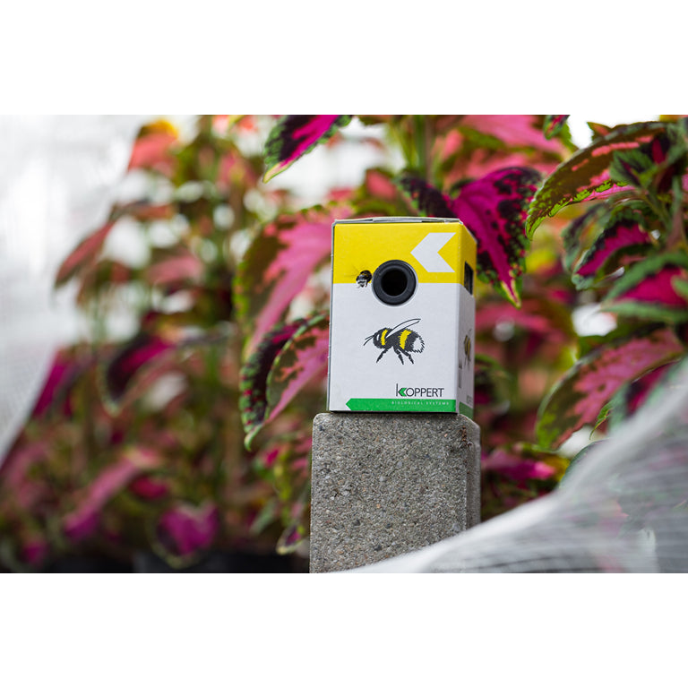 Live Pocket-Sized Bumblebee Hives - Available To Order Now For Spring & Summer 2025 (Select Your Preferred Delivery Date)