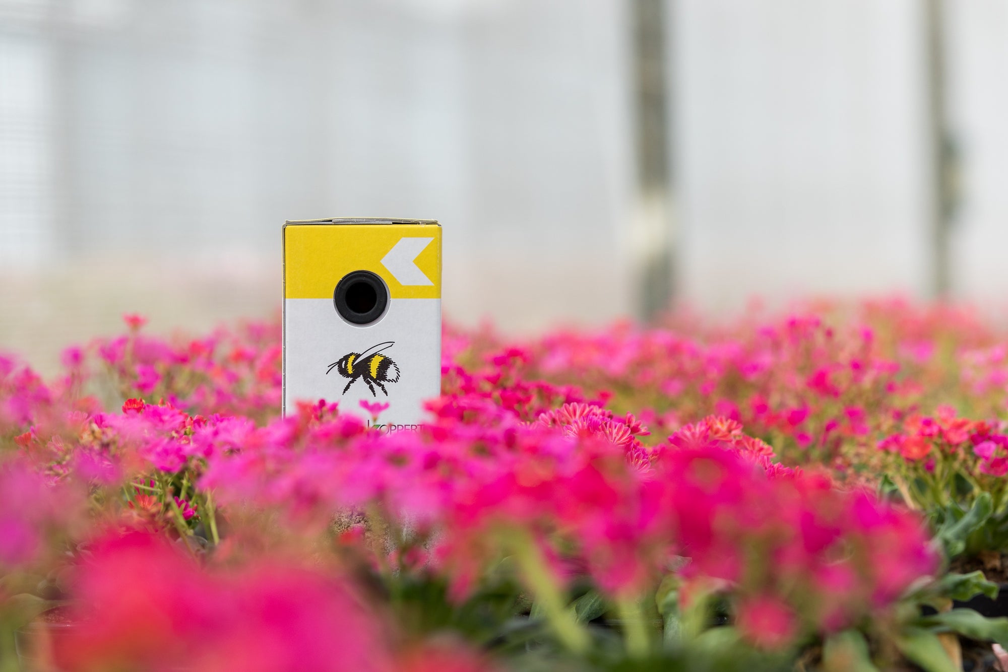 Live Pocket-Sized Bumblebee Hives - Available To Order Now For Spring & Summer 2025 (Select Your Preferred Delivery Date)