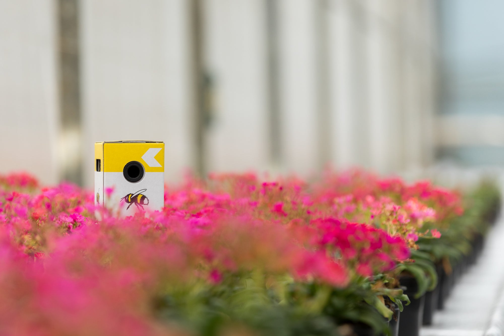 Live Pocket-Sized Bumblebee Hives - Available To Order Now For Spring & Summer 2025 (Select Your Preferred Delivery Date)