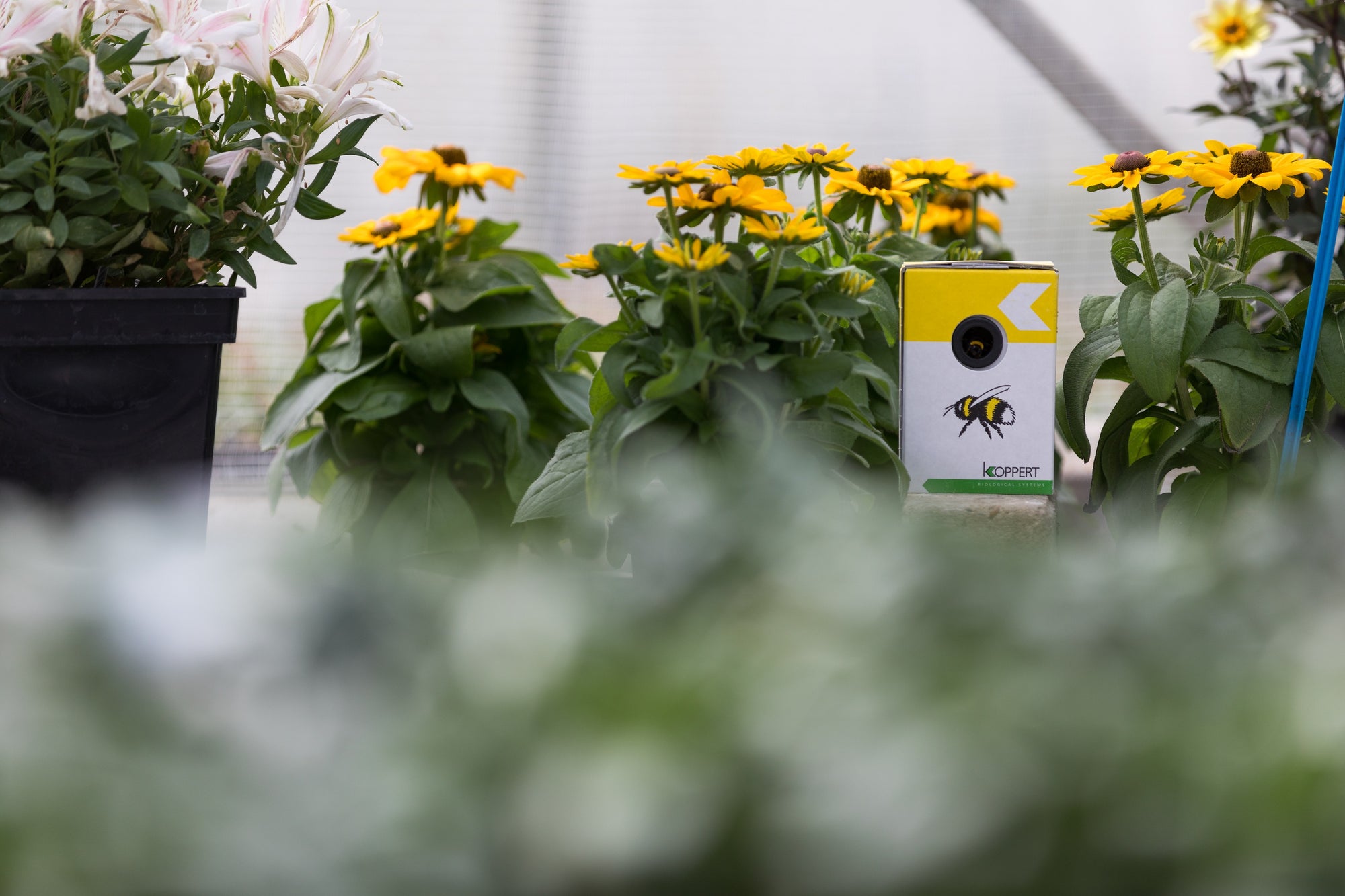 Live Pocket-Sized Bumblebee Hives - Available To Order Now For Spring & Summer 2025 (Select Your Preferred Delivery Date)