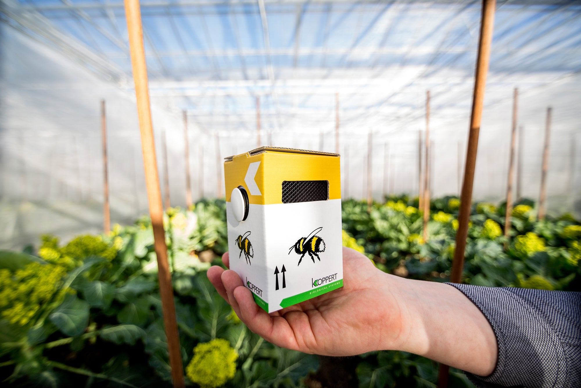 Live Pocket-Sized Bumblebee Hives - Available To Order Now For Spring & Summer 2025 (Select Your Preferred Delivery Date)