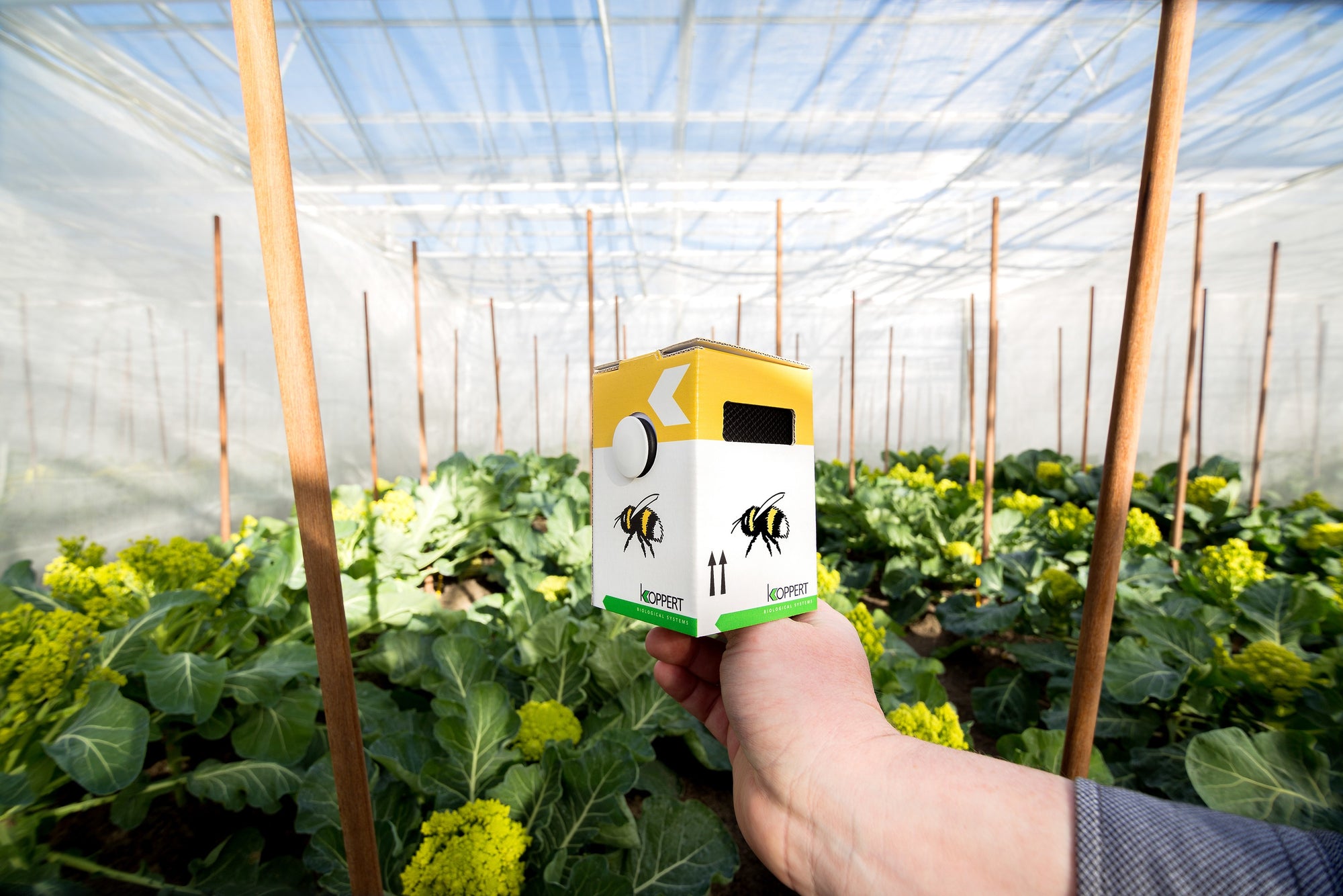 Live Pocket-Sized Bumblebee Hives - Available To Order Now For Spring & Summer 2025 (Select Your Preferred Delivery Date)