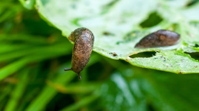 Slug Killer Nematodes - Phasmarhabditis sp.