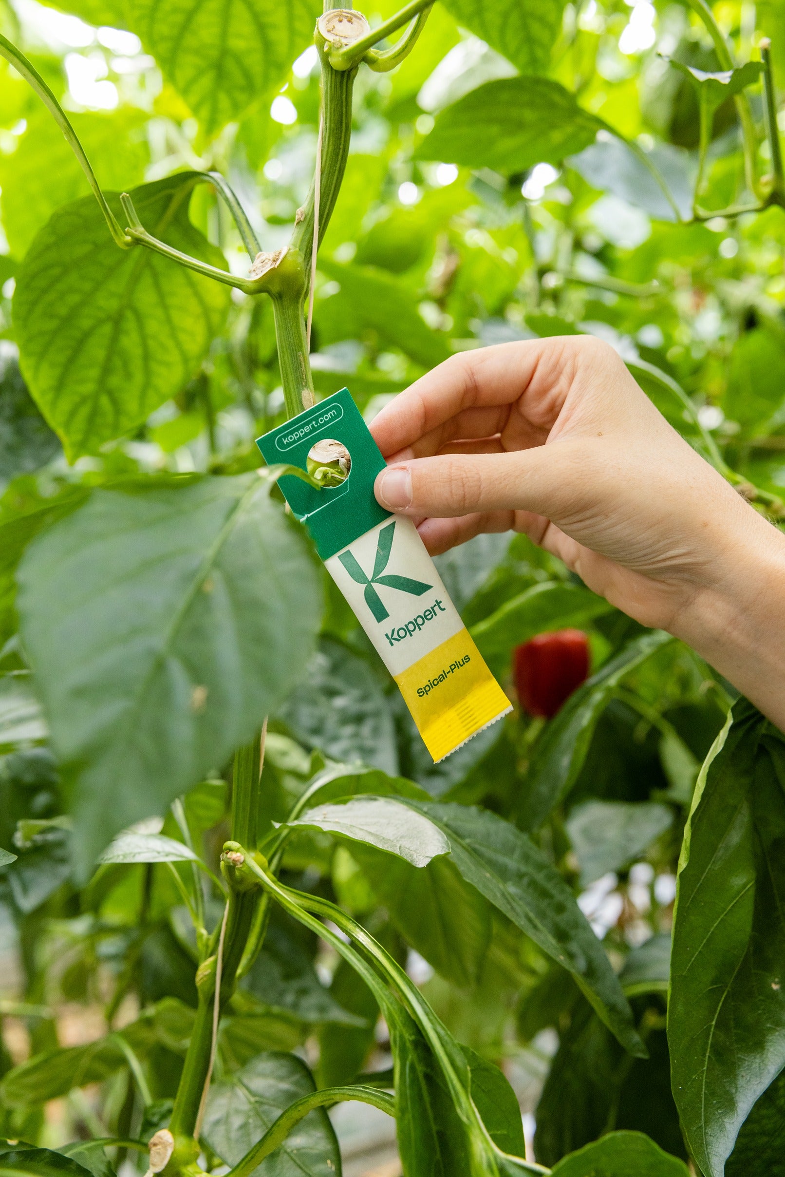 Amblyseius californicus - Foil Sachets - Spider Mite Preventative System