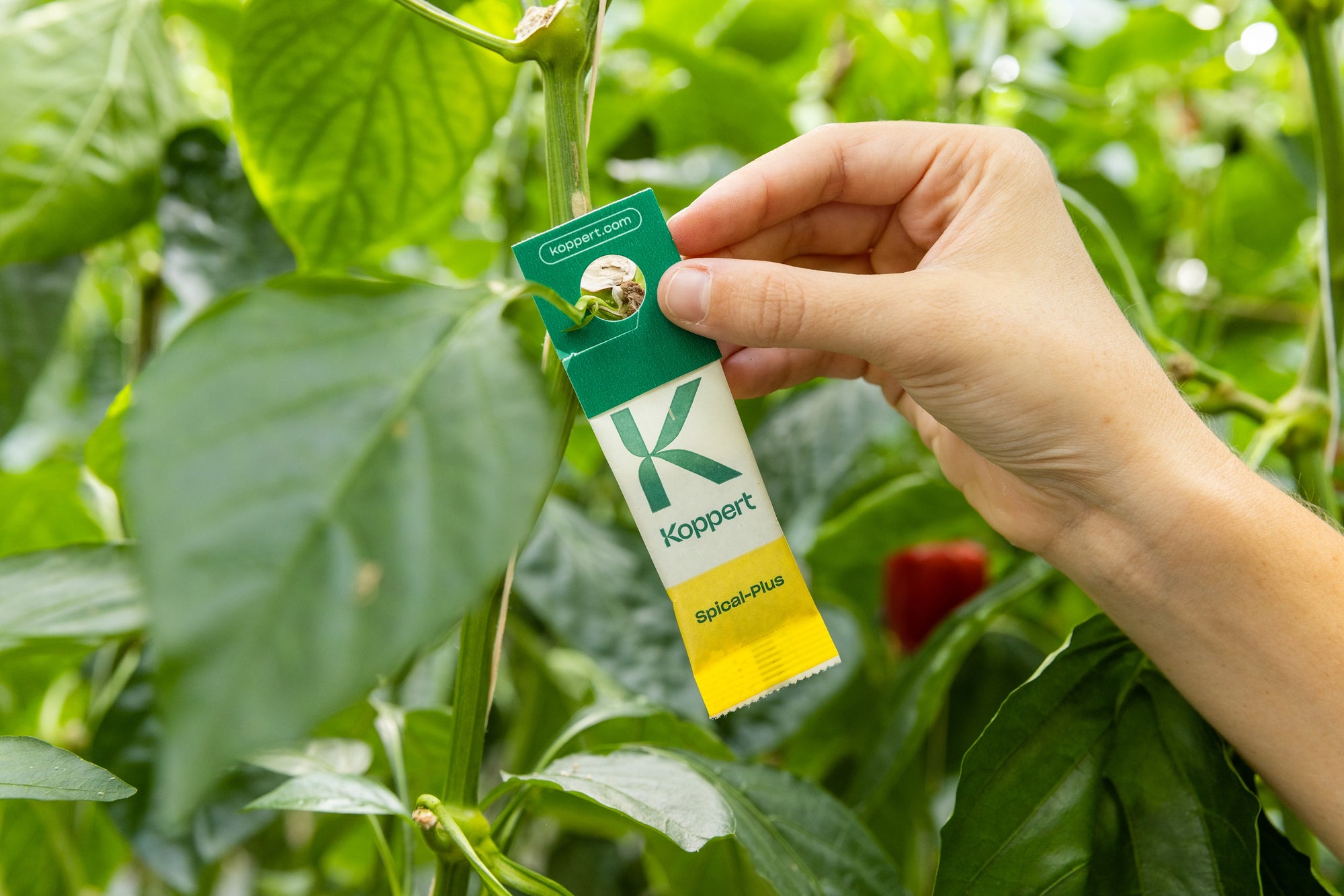 Amblyseius californicus - Foil Sachets - Spider Mite Preventative System