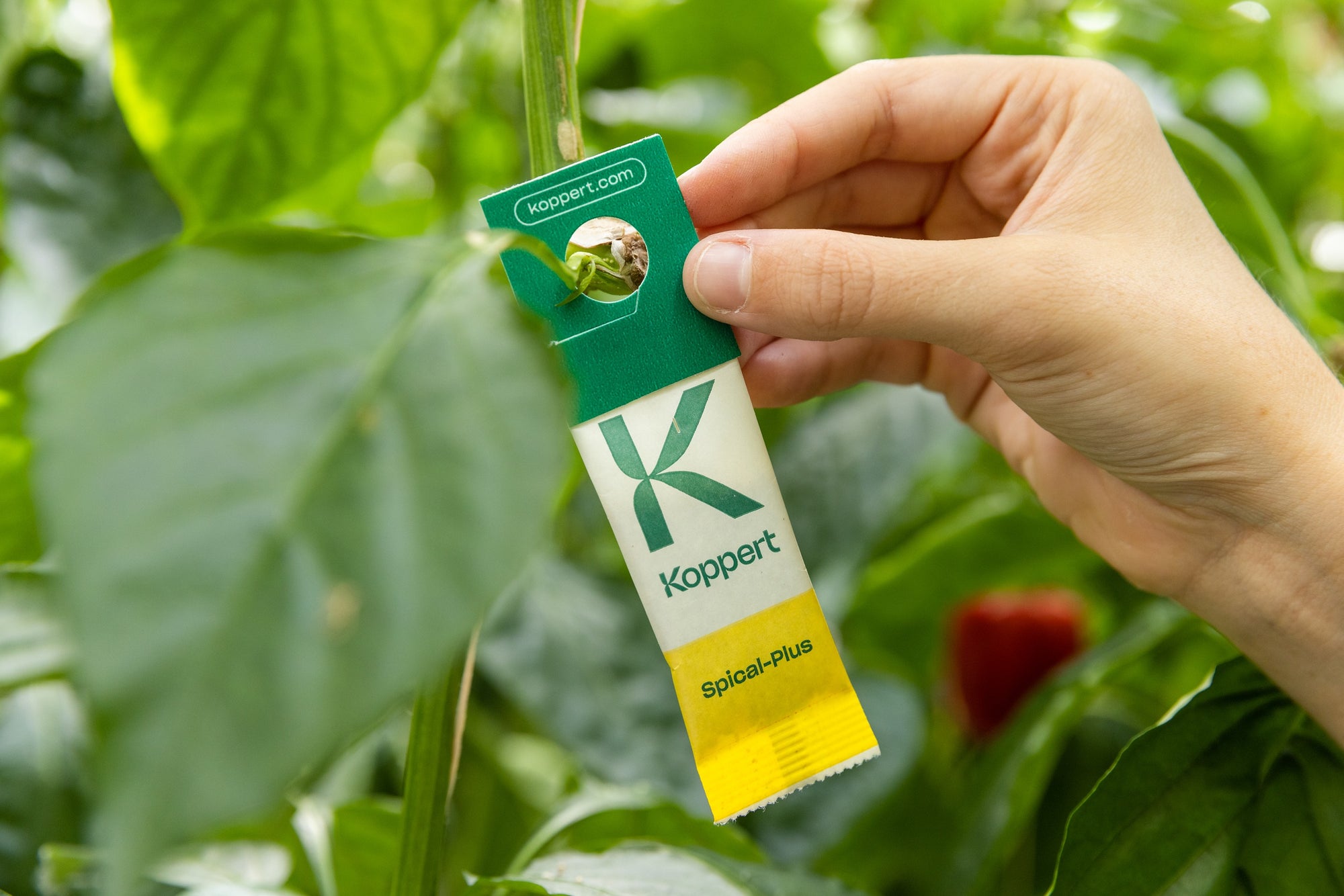 Amblyseius californicus - Foil Sachets - Spider Mite Preventative System