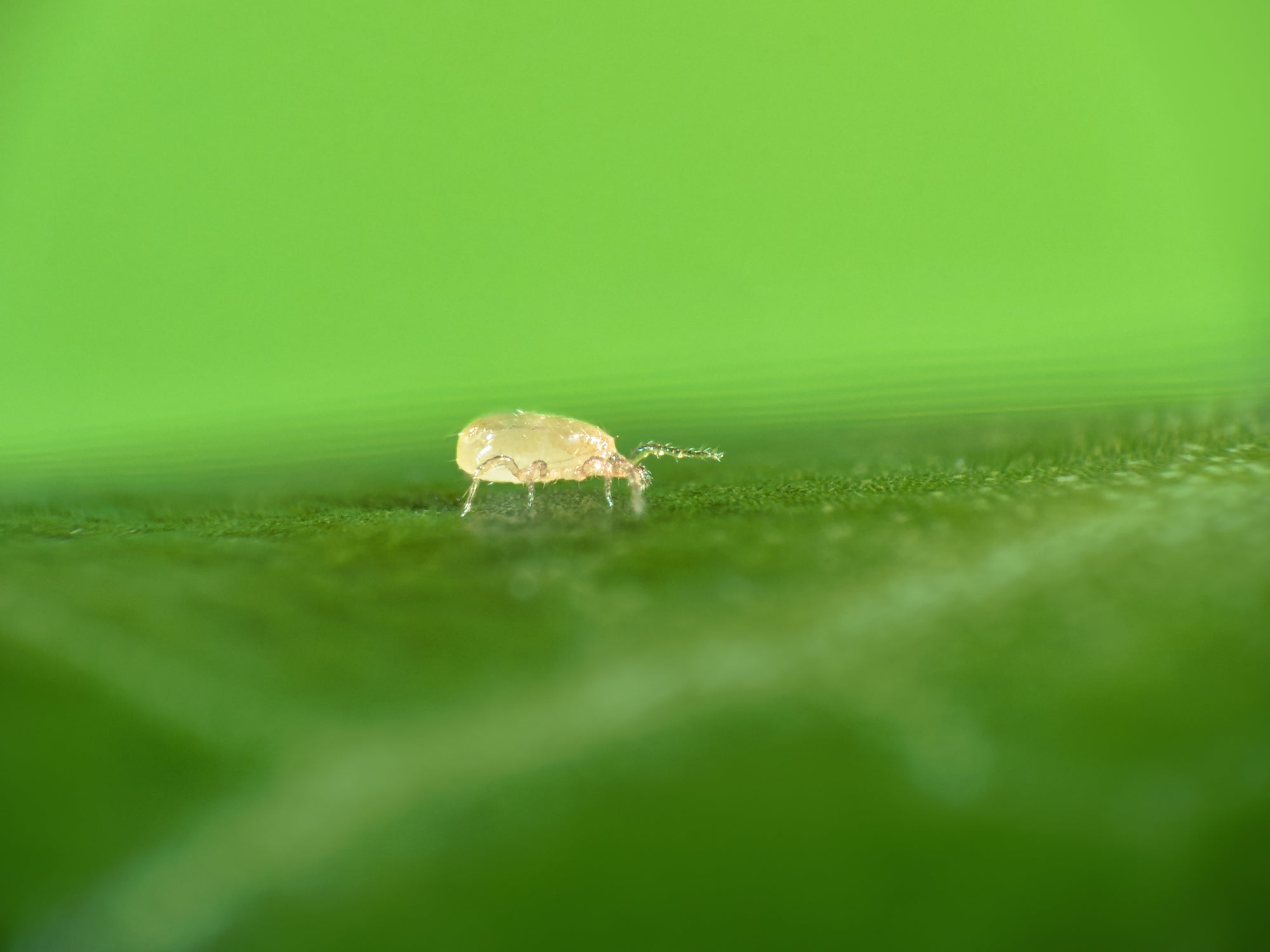 Amblyseius cucumeris - Loose Predators - Thrip Curative System