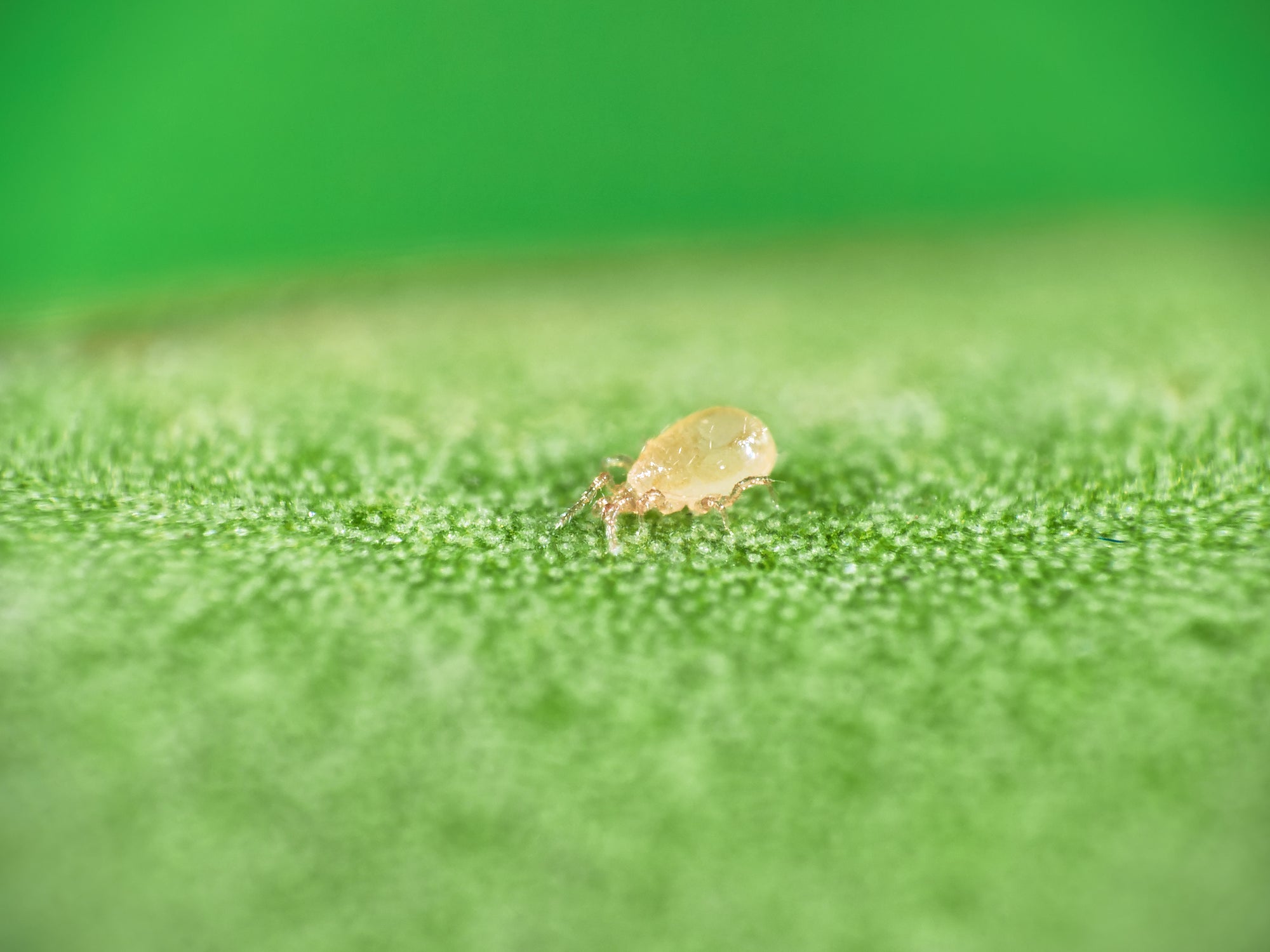 Amblyseius cucumeris - Loose Predators - Thrip Curative System
