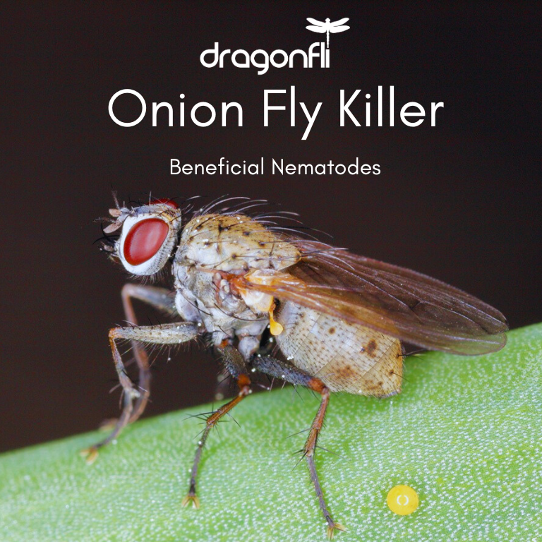 Onion Fly Killer Nematodes