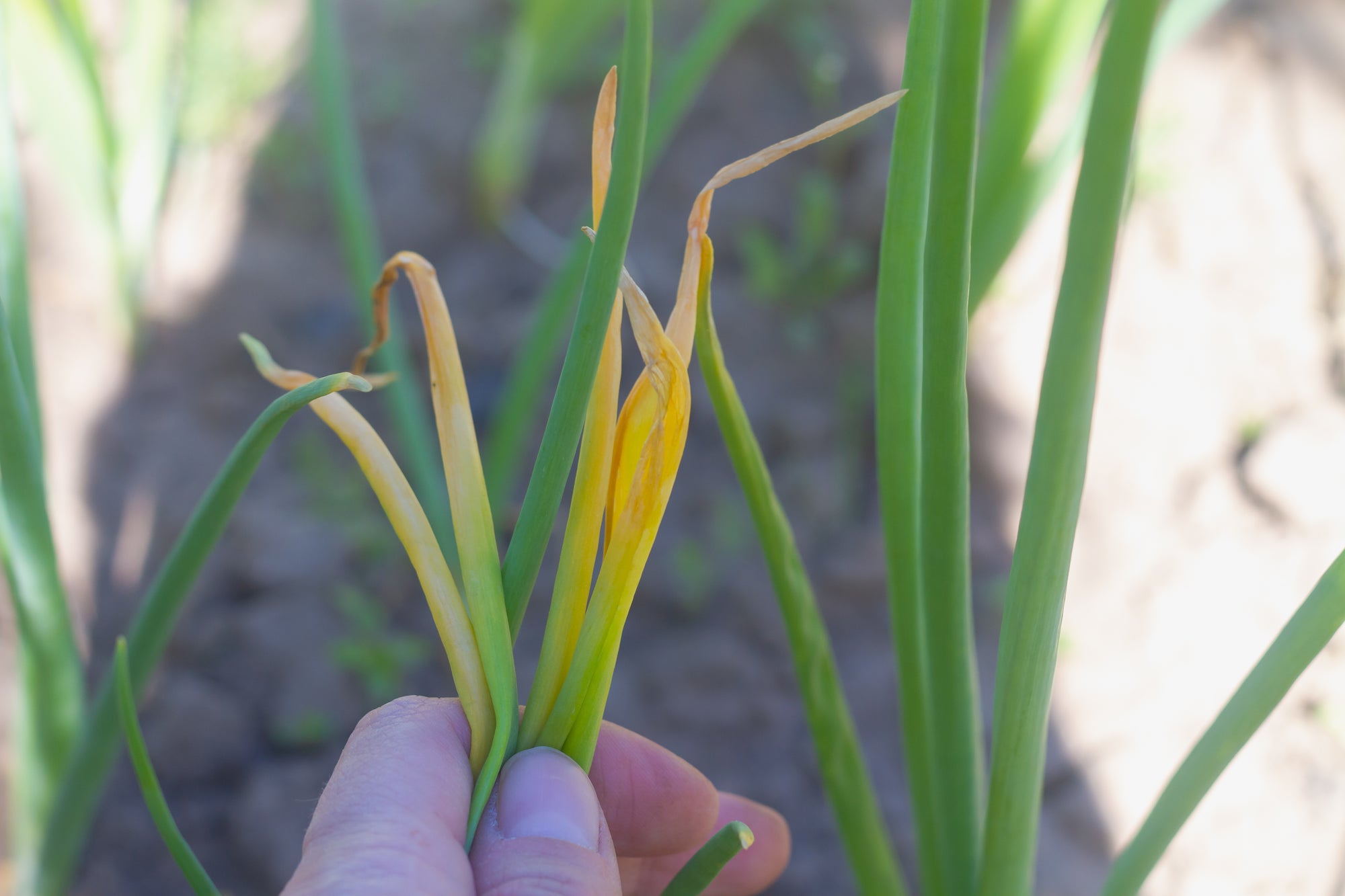 Onion Fly Killer Nematodes