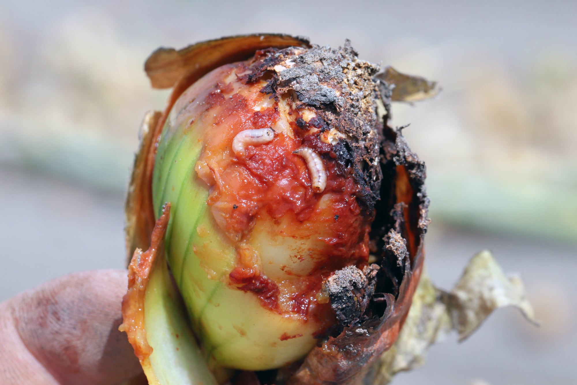 Onion Fly Killer Nematodes