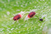 Fruit Tree Mite Killer - Amblyseius andersoni