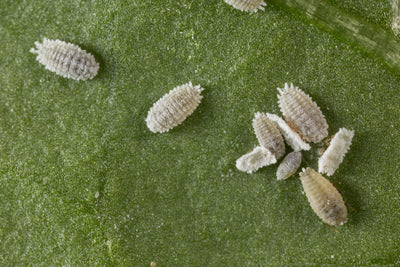NEW: Mealybug Predator Larvae - Cryptolaemus montrouzieri (Sachets)