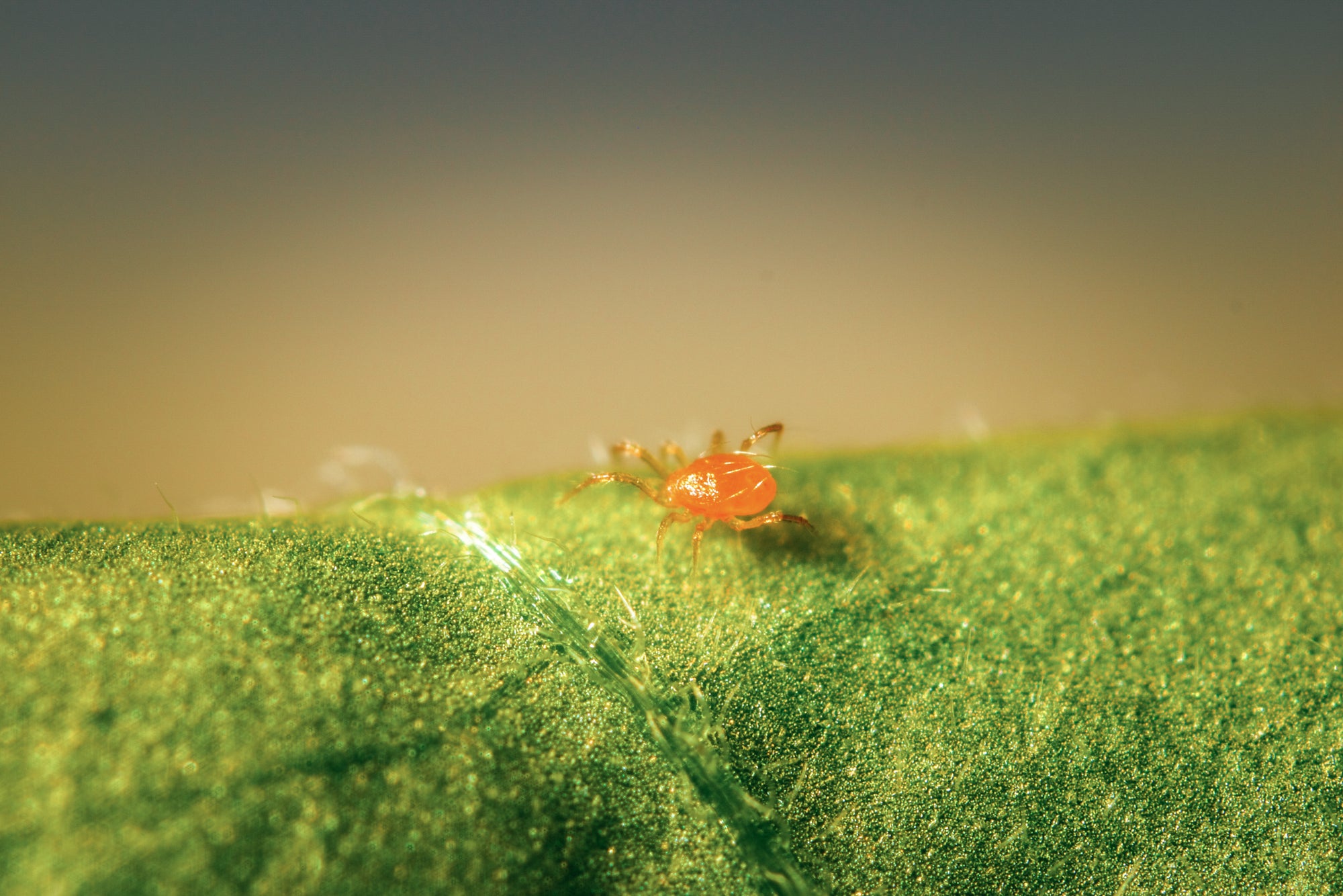 Phytoseiulus persimilis - Spider Mite Curative System