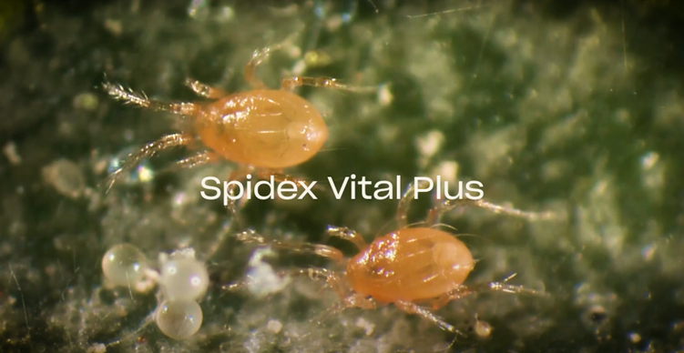 Spidex Vital Plus - Curative Spider Mite Control Sachets
