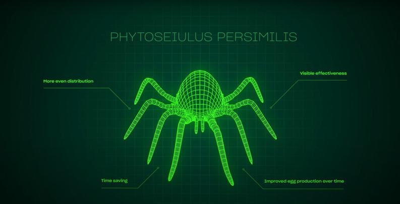 Spidex Vital Plus - Curative Spider Mite Control Sachets