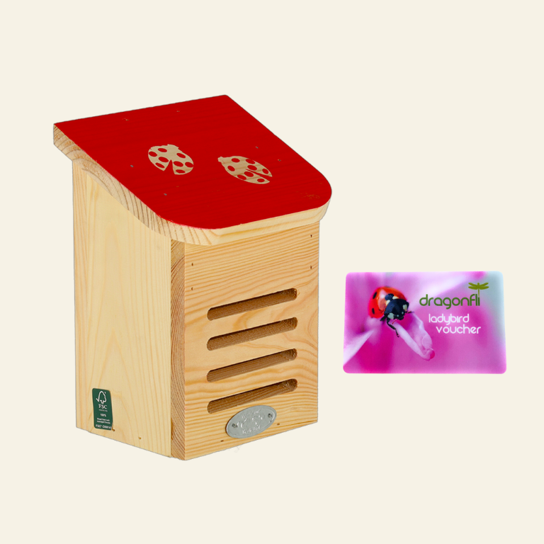 Dragonfli Live Ladybird Lodge