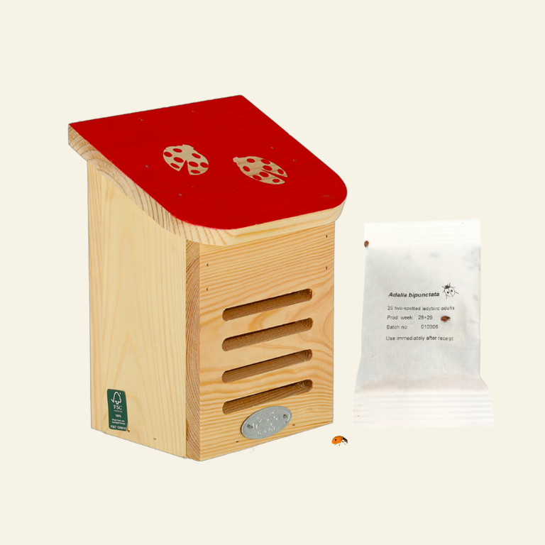 Dragonfli Live Ladybird Lodge
