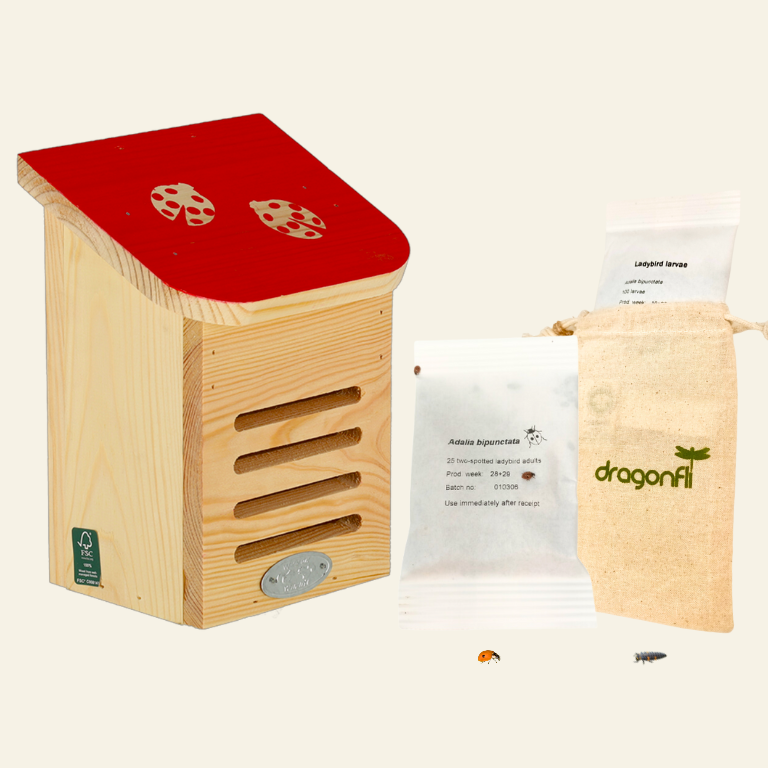 Dragonfli Live Ladybird Lodge