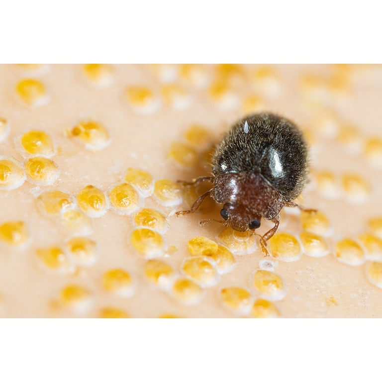 Scale Insect Predatory Beetles - Rhyzobius lophanthae