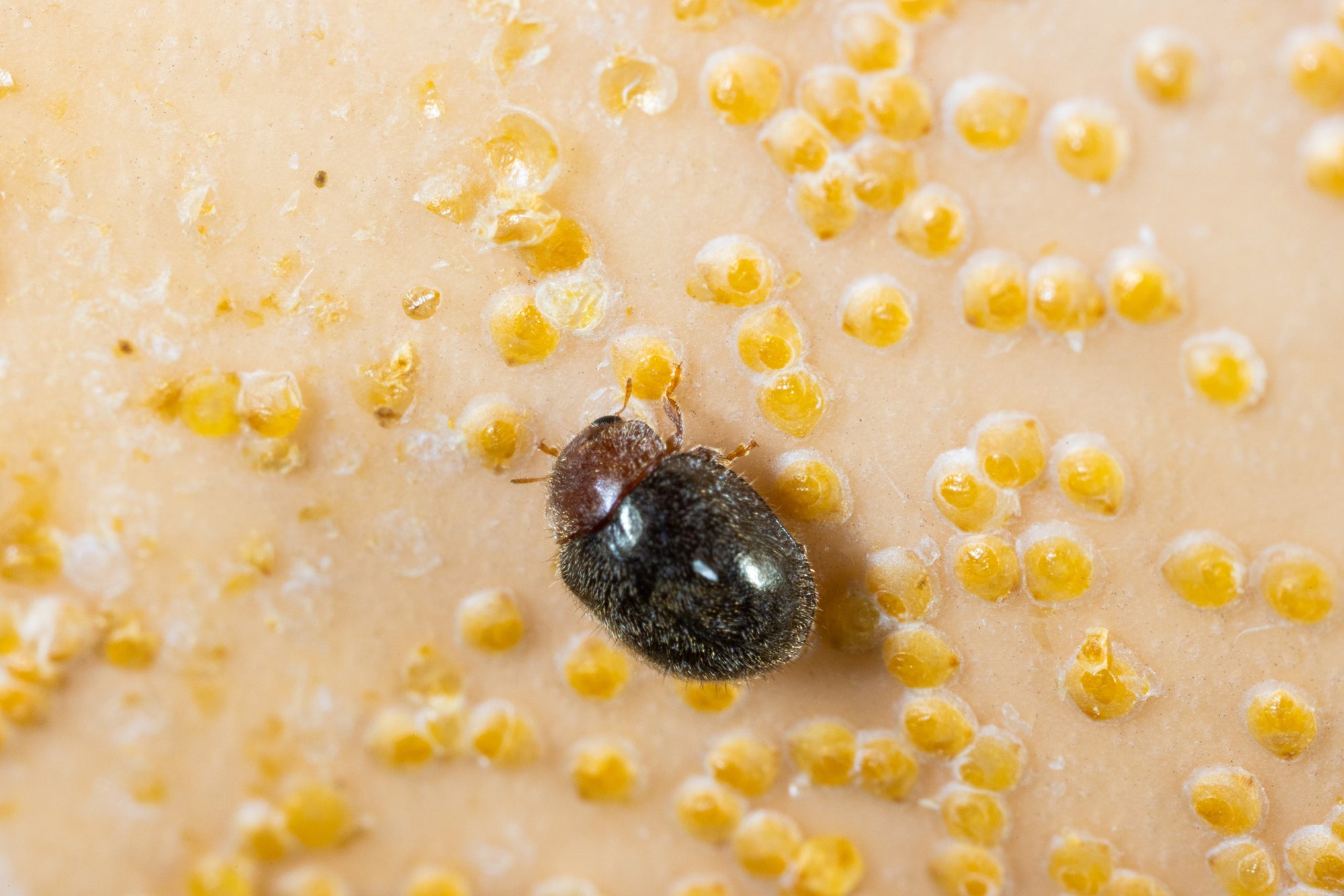 Scale Insect Predatory Beetles - Rhyzobius lophanthae