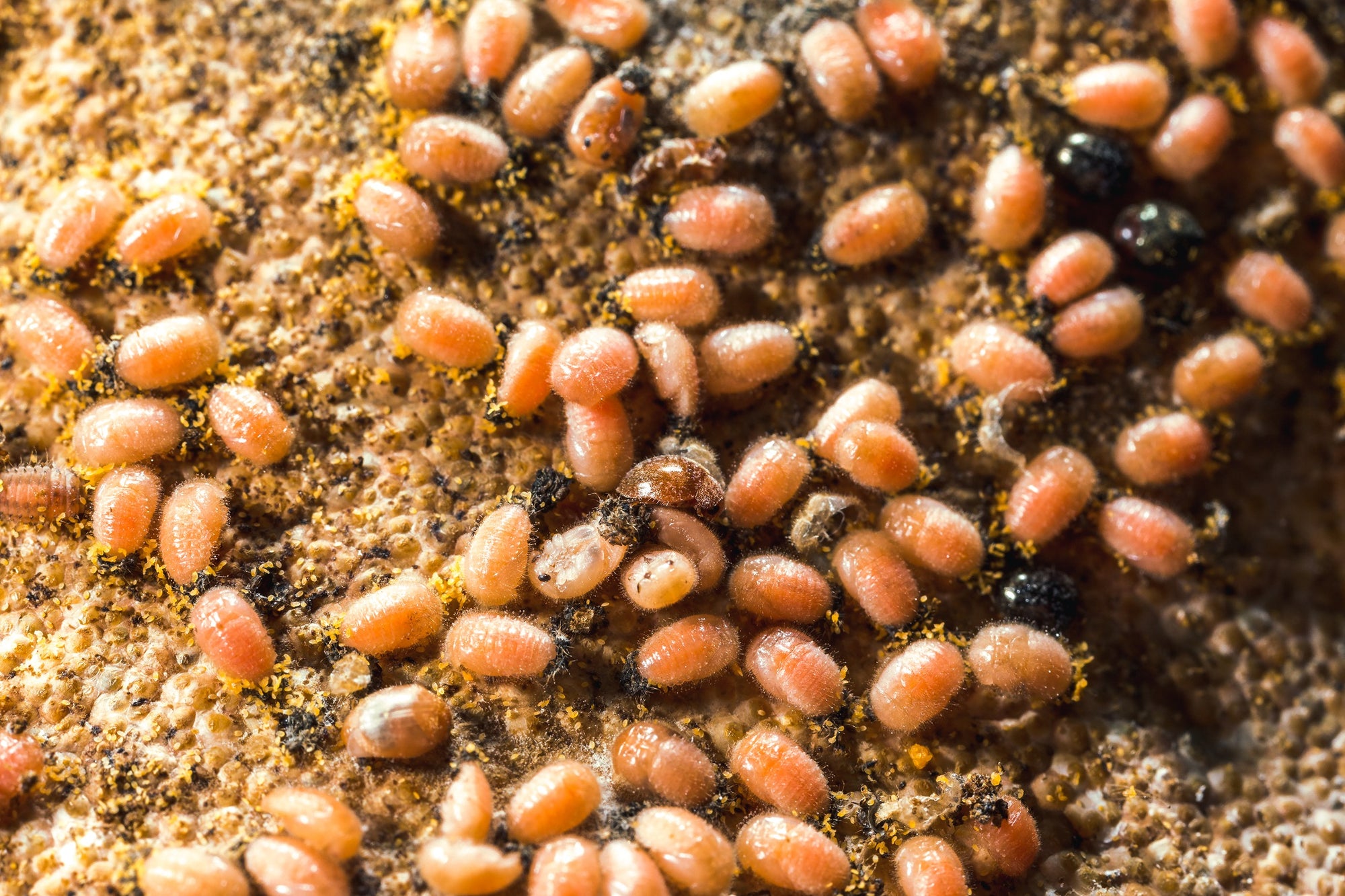 Scale Insect Predatory Beetles - Rhyzobius lophanthae