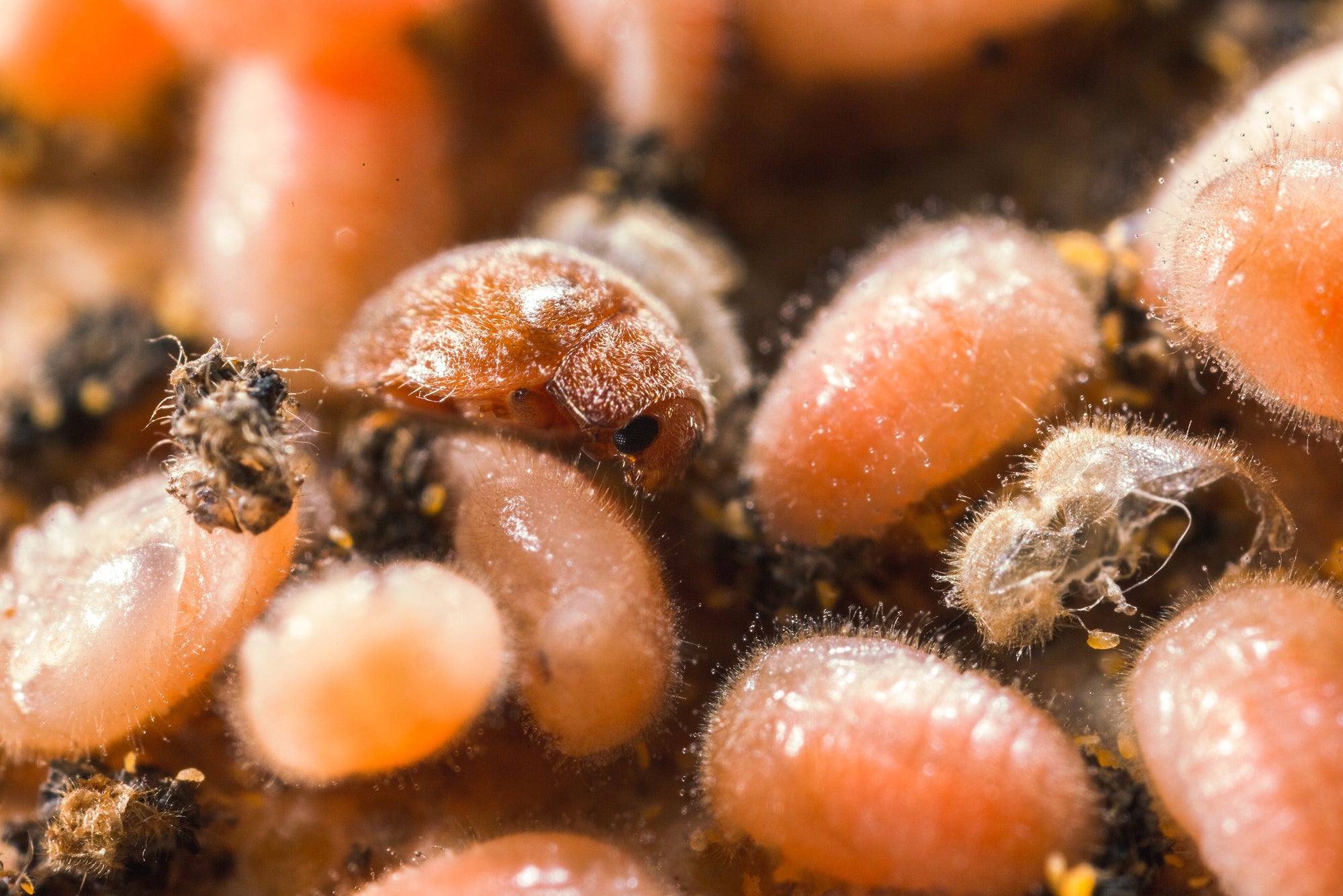 Scale Insect Predatory Beetles - Rhyzobius lophanthae